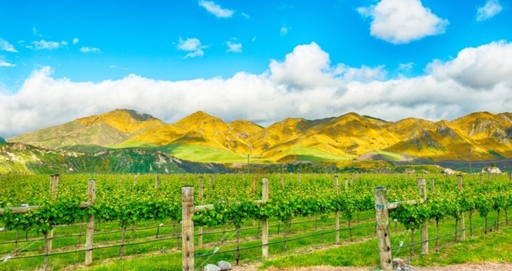 What has happened to the New Zealand wine supply?