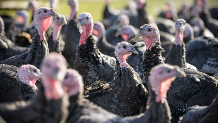 We're stuffed: Avian flue wreaks havoc for turkey farmers (Getty/ Monty Rakusen)