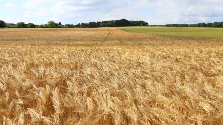Increasing costs: UK barley prices at the end of August this year were up by more than a third (37%) year on year