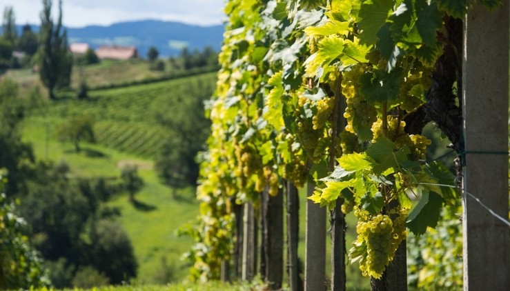 Gaining popularity: no additives or processing aids are used in the production of natural wine