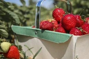 Fuller's has purchased a strawberry field in Hampshire