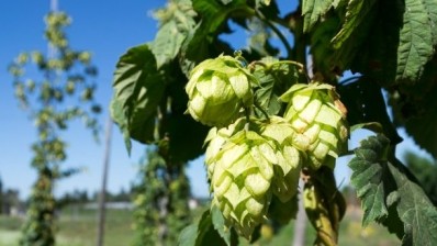 Hop shortage could be GOOD news for the British beer industry