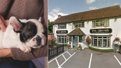 Just paw-fect: Fox & Hounds, Theale, is this year's Dog-Friendly Pub Awards winner