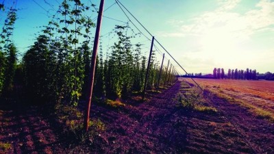 From the vine: some brewers are growing their own hops to give a unique terroir to their beer