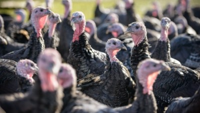 We're stuffed: Avian flue wreaks havoc for turkey farmers (Getty/ Monty Rakusen)