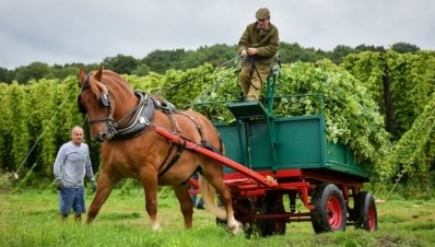 Horse power: Hogs Back Brewery will begin its hops harvest soon
