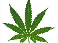 Cannabis: call for legalisation