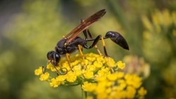 Insect repellent: avoiding having bright colours in your garden is one tip to deter wasps from buzzing around your customers (image: Getty/marcophotos)