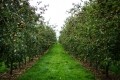 Around 15% of these apples are from the company’s own orchards on-site. 